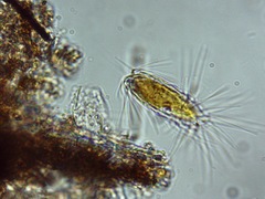 Mallomonas teilingii