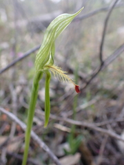 Pterostylis plumosa