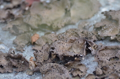 Umbilicaria muhlenbergii