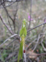 Pterostylis plumosa