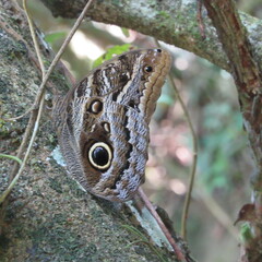 Caligo