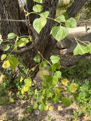 Ampelopsis cordata