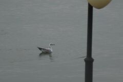 Chroicocephalus ridibundus