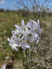 Leucocoryne ixioides