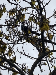 Prosthemadera novaeseelandiae
