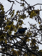 Prosthemadera novaeseelandiae