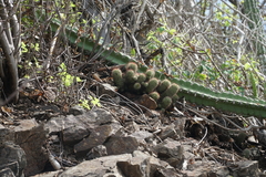 Mammillaria mazatlanensis