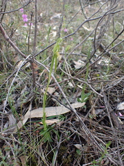 Pterostylis plumosa