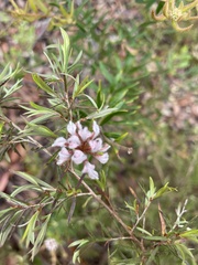 Grevillea phylicoides