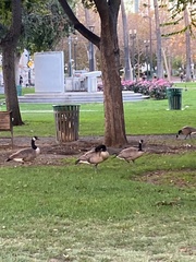 Branta canadensis