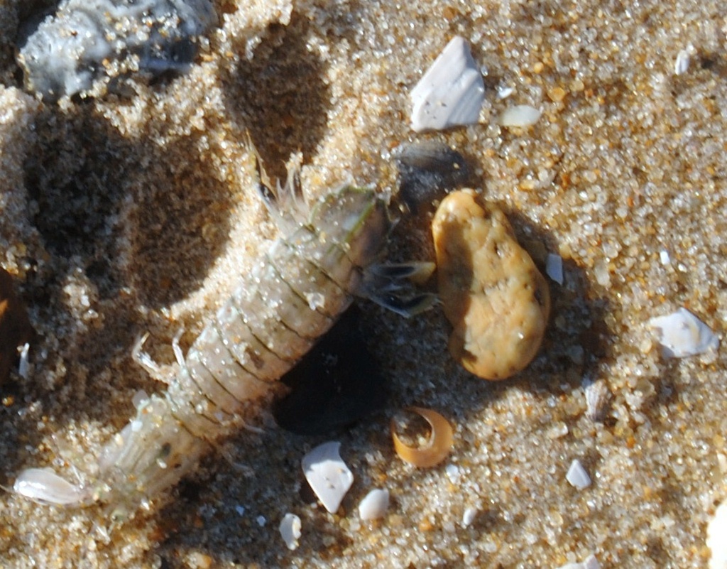 West Atlantic Mantis Shrimp From 120th St Ocean City MD 21842 USA On   Large 