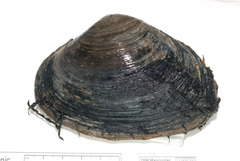 Mactromeris polynyma