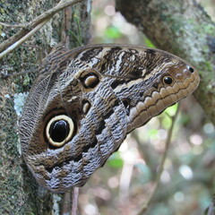 Caligo