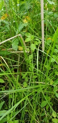 Carex leptalea