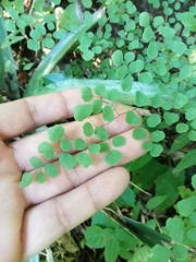 Adiantum tricholepis