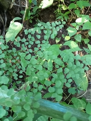 Adiantum tricholepis