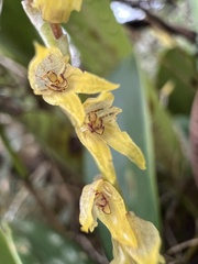Stelis