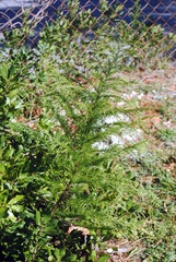 Artemisia capillaris