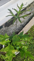 Calciphilopteris ludens