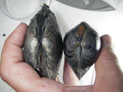 Mactromeris polynyma