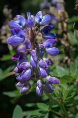 Lupinus latifolius