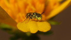 Perdita