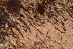 Pogonomyrmex californicus