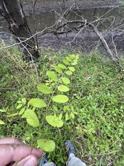 Phyllanthus caroliniensis