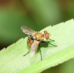 Gymnoclytia