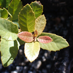 Quercus vacciniifolia