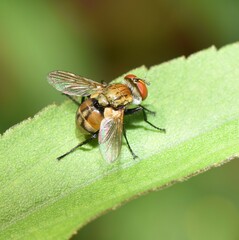 Gymnoclytia