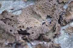 Umbilicaria muhlenbergii