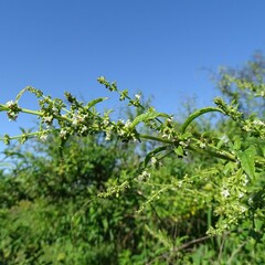 Condea verticillata