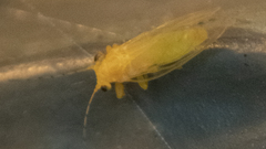 Cacopsylla annulata