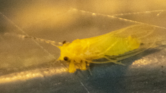 Cacopsylla annulata