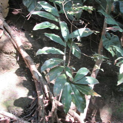 Costaceae