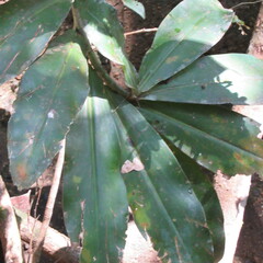 Costaceae