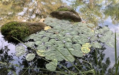 Nymphaea mexicana