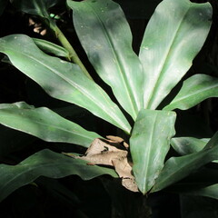 Costaceae