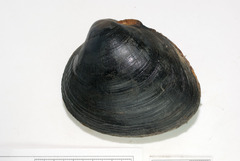 Serripes groenlandicus