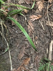 Anthoxanthum occidentale