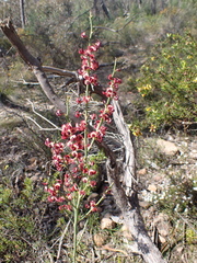 Daviesia brevifolia