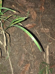 Anthoxanthum occidentale