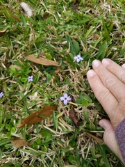 Houstonia pusilla