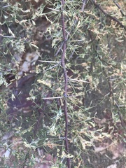 Vachellia constricta