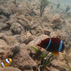 Amphiprion akindynos