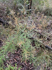 Astrotricha longifolia