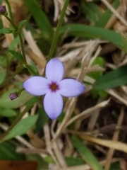 Houstonia pusilla