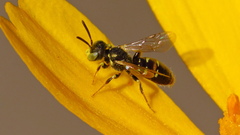 Perdita