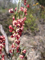Daviesia brevifolia